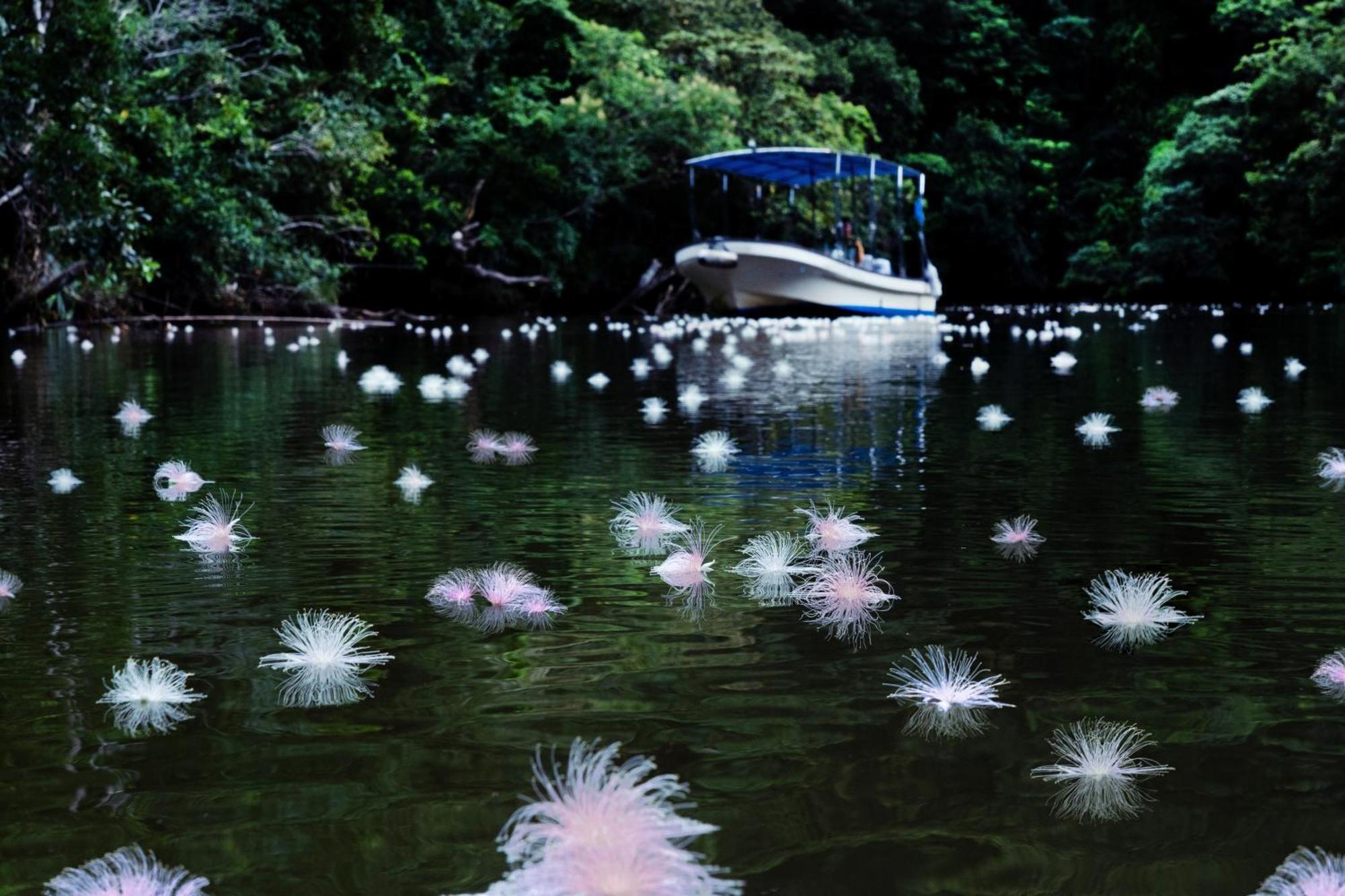 Iriomote Hotel By Hoshino Resorts Urauchi Kültér fotó